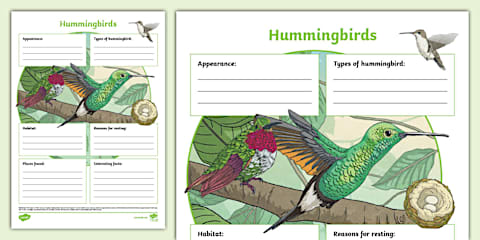 Hummingbird Comprehension Worksheet