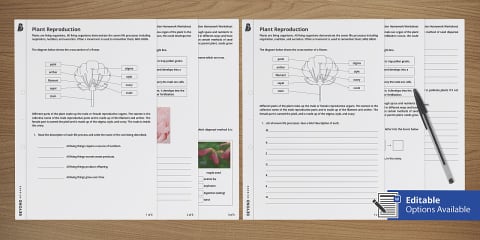 KS3 Plant Reproduction Lesson 2: Pollination in Plants