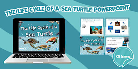 Turtle Life Cycle Activity