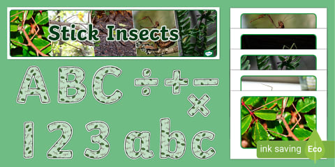 EYFS Stick Insect Fact Cards
