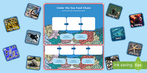 Ocean Food Web Cut and Stick