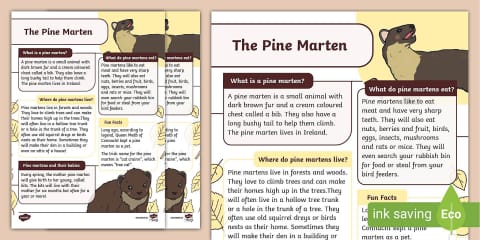 Pine Marten Fact File Template