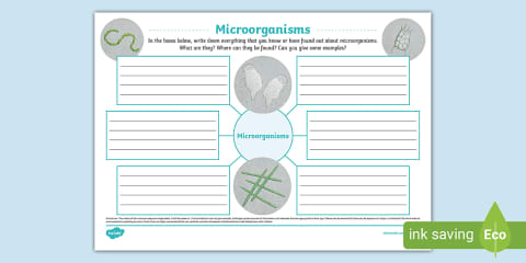 Microorganisms Fact File Microorganisms Fact File Template