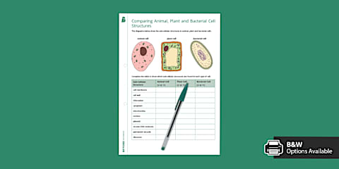 Bacteria Labelling Worksheet
