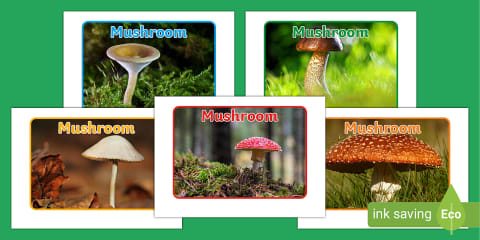 Mushroom Labelling Types of Mushrooms Photos