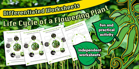 Life Cycle of a Flowering Plant Worksheet