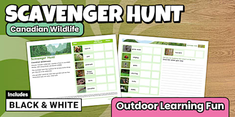 Geometry in Nature Scavenger Hunt for K-2nd Grade
