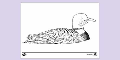 Common Loon Fact File Template