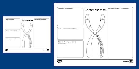 Eighth Grade Chromosome Structure Diagram Labeling Worksheet