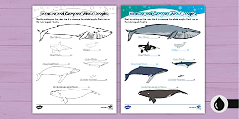 Whales Size Comparison Display Poster