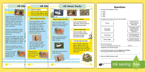 Second Grade All About Ducks Reading Comprehension Worksheet