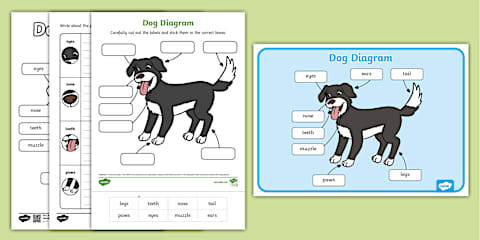 Anatomy of a Dog Labeling Worksheet