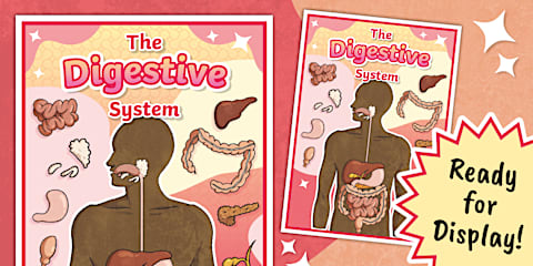 The Digestive System Poster