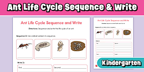 Label the Ant Differentiated Worksheet for K-2nd Grade