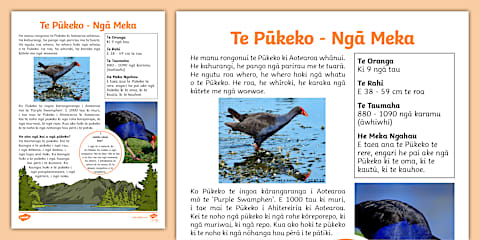Pukeko Colouring Sheet