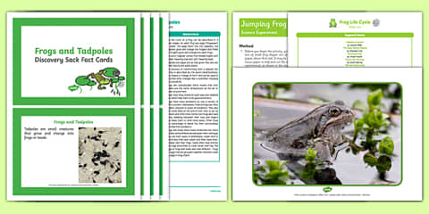 Life Cycle of a Frog Display Poster