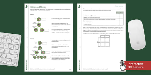 Cell Cycle and Stages of Mitosis Matching Worksheet for 6th-8th Grade