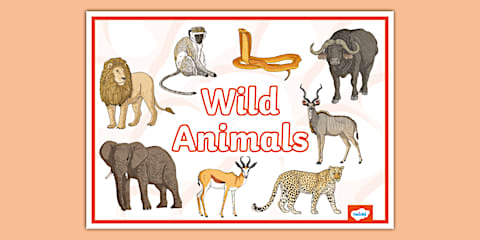 Farm Animals Display Poster