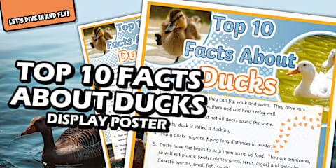 Second Grade All About Ducks Reading Comprehension Worksheet