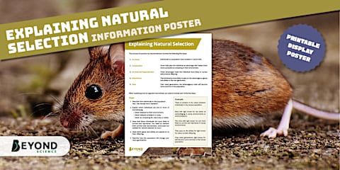 Ecosystems Poster Bundle
