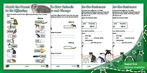 KS1 Spring Animals and Their Young Activity Sheet