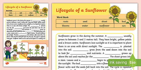 Sunflower Folding Life Stages Template