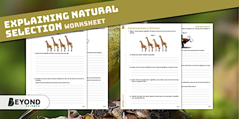 Variation Graph Skills Worksheet