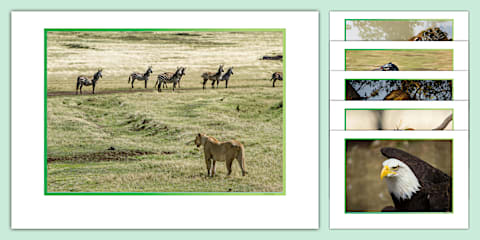 Intermediate Phase Natural Science - Predator and Prey - Interactive ...