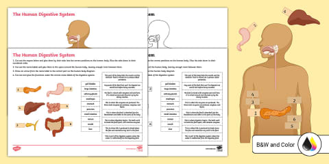 Third Grade Parts of the Human Digestive System Main Idea and ...