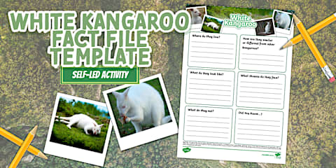 Kangaroo Interactive Labelling Activity
