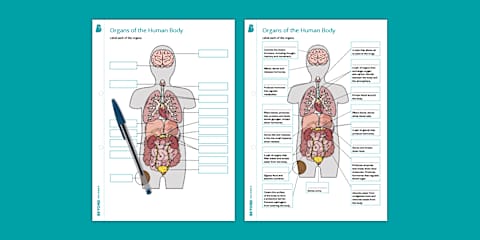 Major Organs of the Human Body Activity Sheets