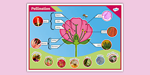 How to Create a Pollination Station