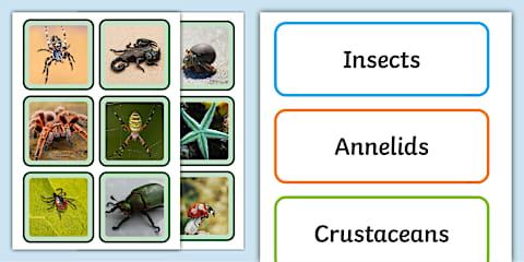 Practical File Invertebrates Invertebrate Fact File Worksheet