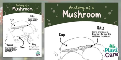 Mushroom Labelling Parts of a Mushroom Labelling Activity