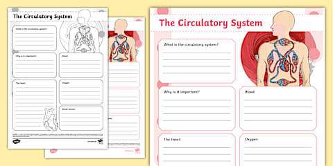 Second Grade Circulatory System Cut & Paste Worksheet