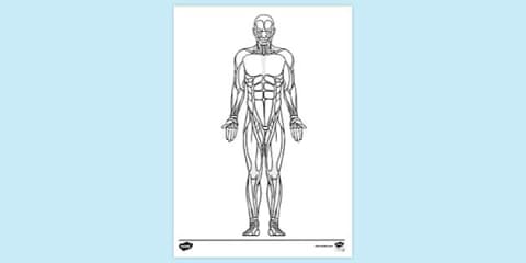 Muscles Colouring Sheet