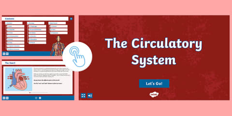 Human Body Circulatory System Lesson Teaching PowerPoint