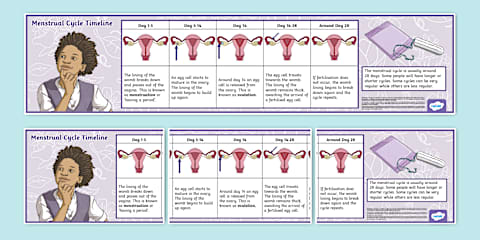 The Menstrual Cycle Sequencing Worksheet