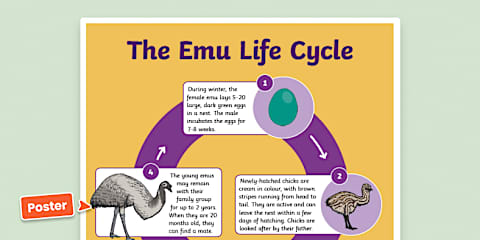 Parts of an Emu Labelling Activity