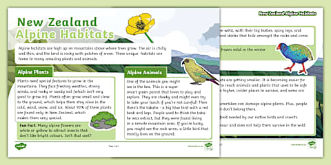 A Kea Puzzle Box Fact File