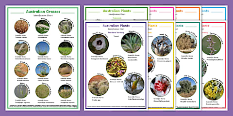 Australian Tree Species Identification Charts