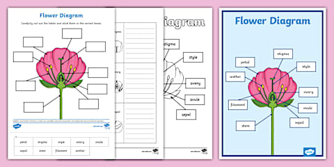 Structure of a Flower Worksheet - Interactive
