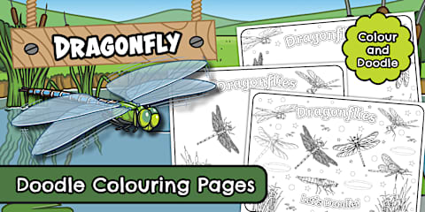 Dragonfly Folding Life Stages Template