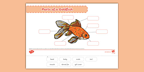 Parts of a Fish Labeling Sheets (Under the Sea)