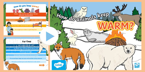 How Animals Keep Warm in the Winter Google Slides & PowerPoint for K ...