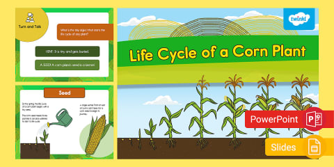 Kindergarten Life Cycle of a Corn Plant Cut and Paste Worksheet
