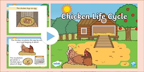 Life Cycle of a Chicken KS1 Worksheets - Science Resource