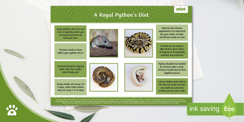 Pythons Differentiated Fact File