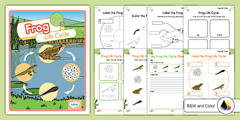 Life Cycle of a Frog Foldable Booklet for K-2nd Grade
