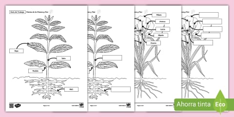 Plantilla de Arte Plegable: Partes de una Planta